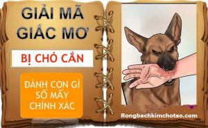 Mơ thấy chó cắn