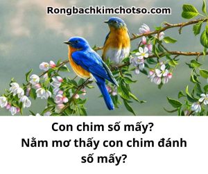 Mơ thấy chim đánh con gì?