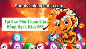 Rồng bạch kim 555 hôm nay