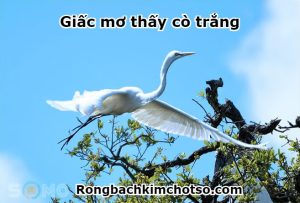 Mơ thấy cò trắng