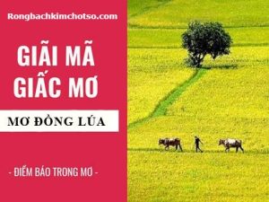 Mơ thấy lúa