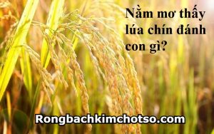 Mơ thấy lúa đánh con gì