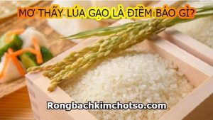 Nằm mơ thấy lúa